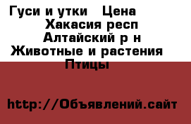 Гуси и утки › Цена ­ 1 200 - Хакасия респ., Алтайский р-н Животные и растения » Птицы   